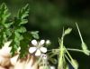 Erodium
