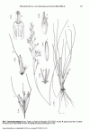 Helictotrichob