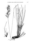 Helictotrichon