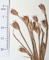 Juncus