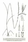 graminea