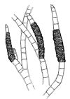 Pylayella littoralis
