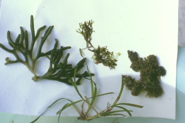 Plantas verdes marinas